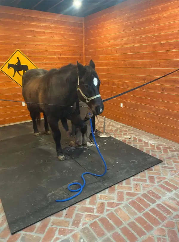 Horse being bathed in a horse boarding room.