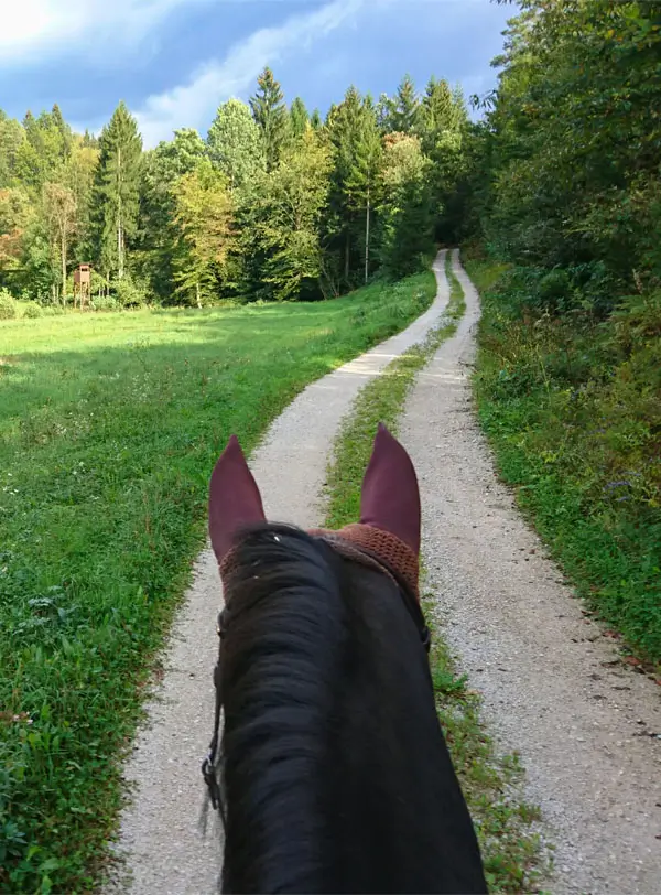 Riding a brown haired horse down a road leading past a meadow in the woods.